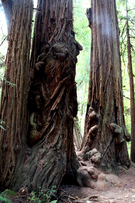 ���� ���